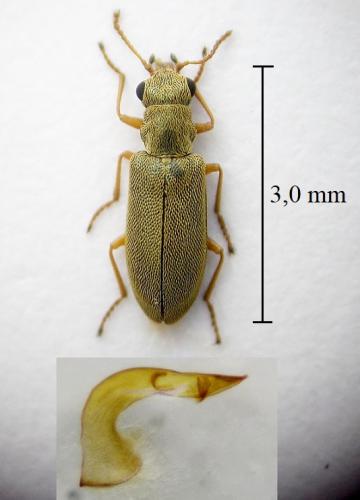 Danacea ambigua
